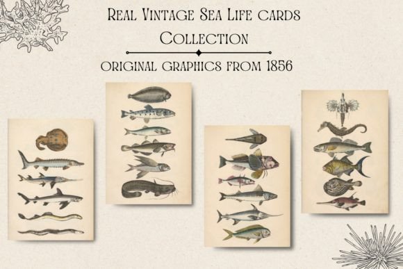 Timeless Nautical Charm: Vintage Sea Life Graphics for Design